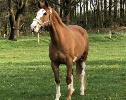 Zuchtstute Lady Coloured (Bayer, 2007, von Balou du Rouet)