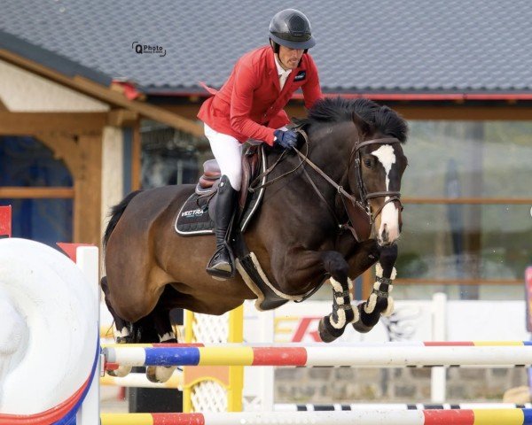 jumper Valentine HK (Hanoverian, 2018, from van Gogh)