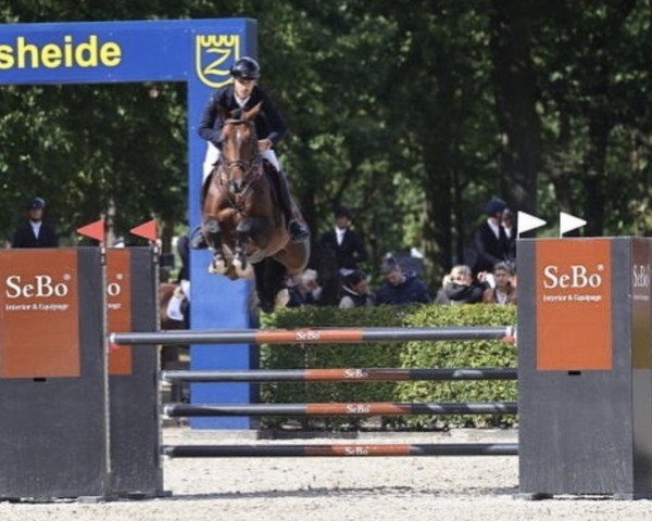 Springpferd Caroly 1 (Oldenburger, 2018, von Caroly)