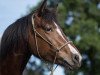 dressage horse CTS Feline (German Riding Pony, 2014, from Ontario II)