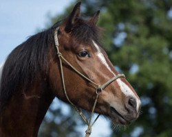 dressage horse CTS Feline (German Riding Pony, 2014, from Ontario II)