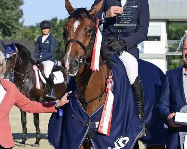 Springpferd Follow Me For Pleasure (Deutsches Sportpferd, 2018, von Feuerball)