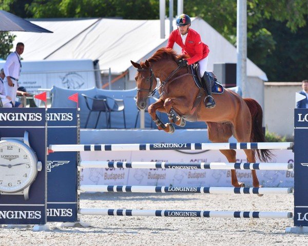 broodmare Londa (Oldenburg, 2015, from London)