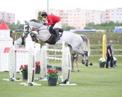 jumper Lady Grey (Romanian Warmblood, 2014)