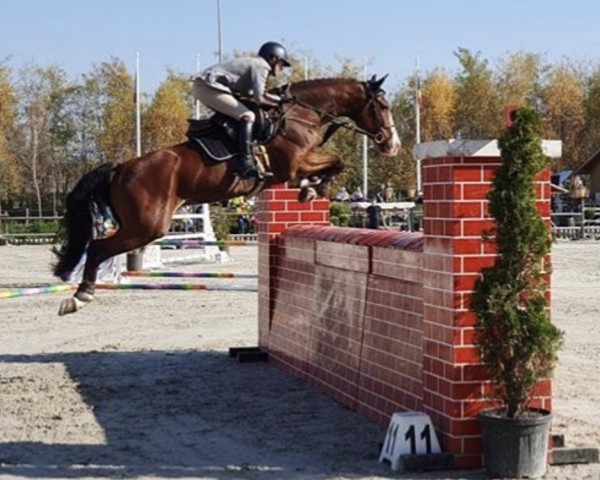 jumper Magic Boy (Oldenburg show jumper, 2012, from Monte Bellini)