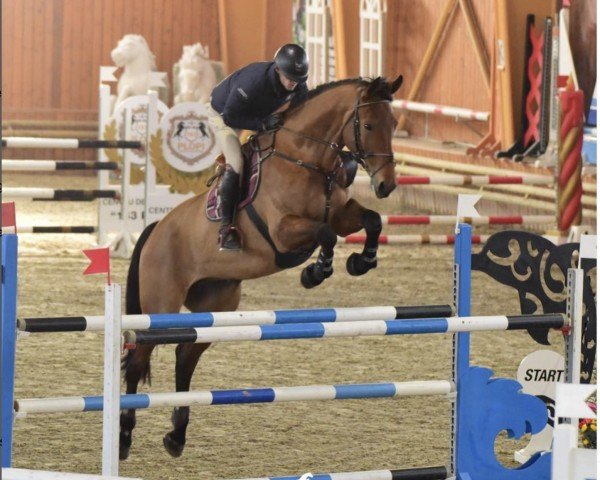 jumper Rocky Rockynson (Westphalian, 2011, from Rocky Lee)
