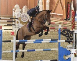 Springpferd Rocky Rockynson (Westfale, 2011, von Rocky Lee)