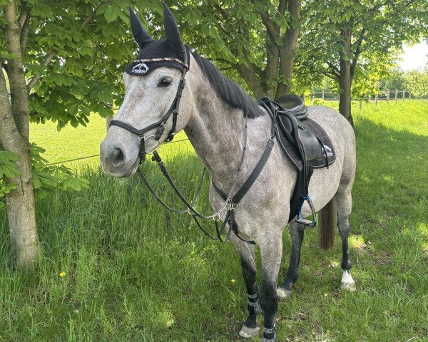 Springpferd Calisto SK (Dänisches Warmblut, 2020, von Classico TN)