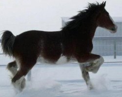 Zuchtstute Willow Way Heaven (Clydesdale, 2007, von Monty of Woodland)