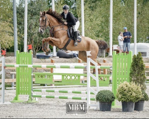 jumper Chaccothago (Oldenburg show jumper, 2017, from Exelero 2)
