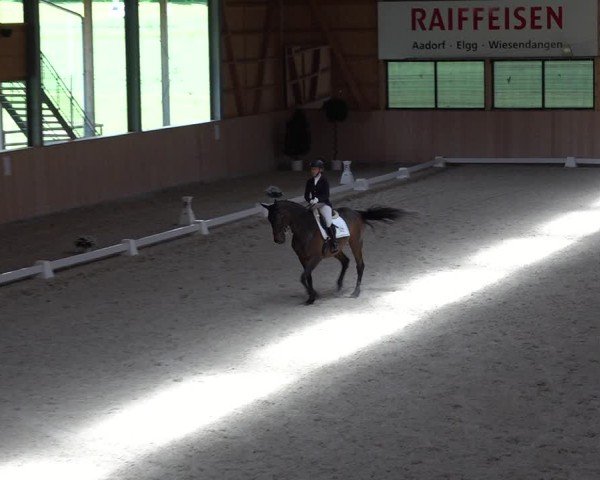 Reitturnier Aadorf 2025
