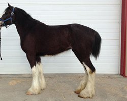 Zuchtstute Willow Way Heart Mt. Annie (Clydesdale, 2012, von Deighton Zoom)