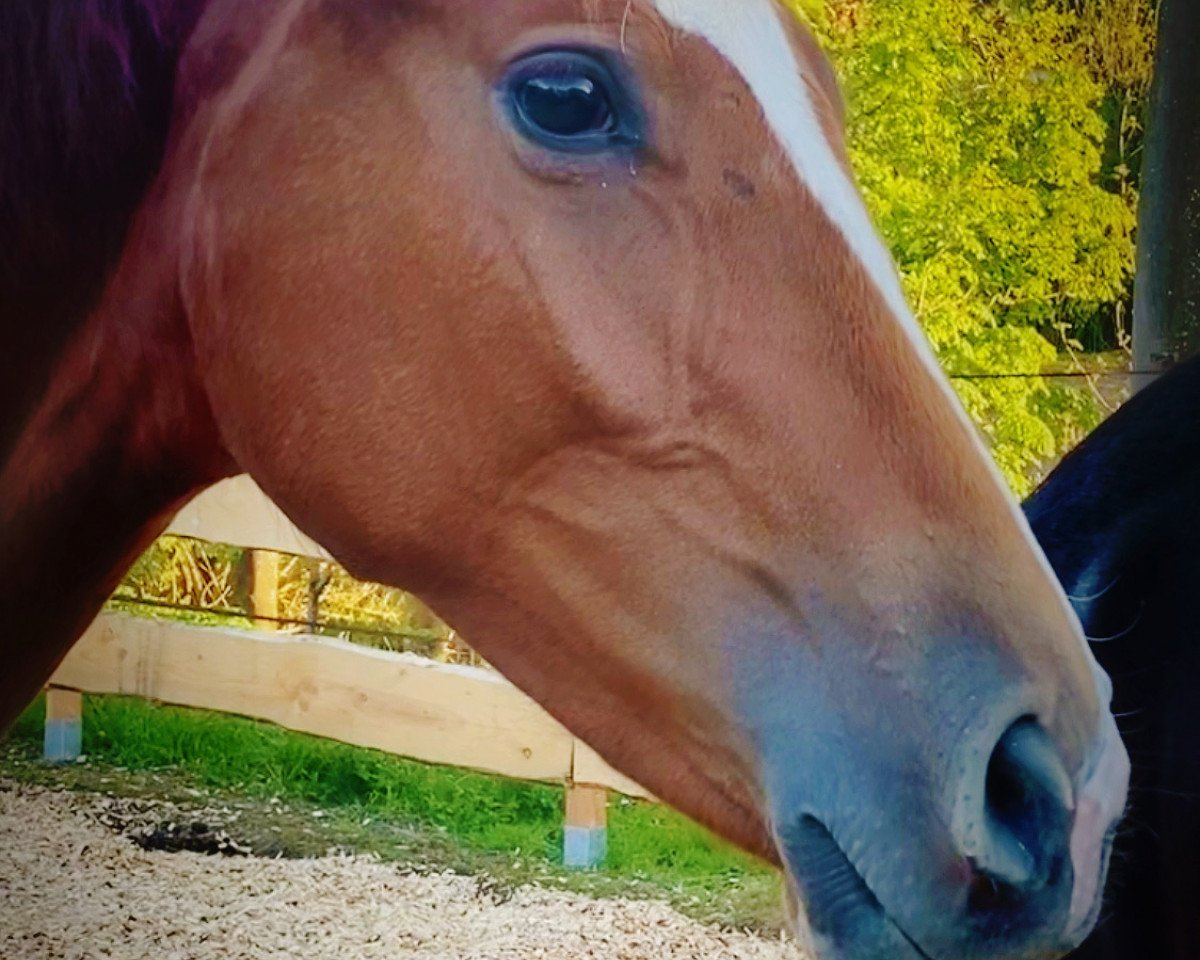 broodmare DB Sezuana (Hanoverian, 2020, from Sezuan)