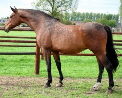 broodmare Grace S (Holsteiner, 1992, from Cor de la Bryère)