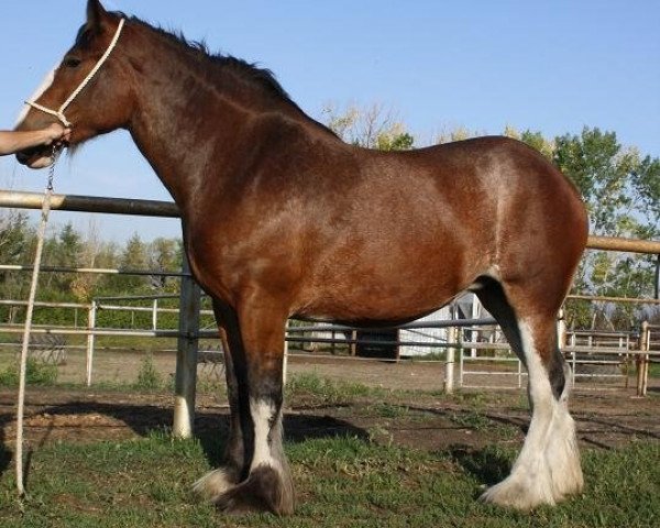 Pferd Willow Way Greta (Clydesdale, 2006, von Mapledoon's Sensation)