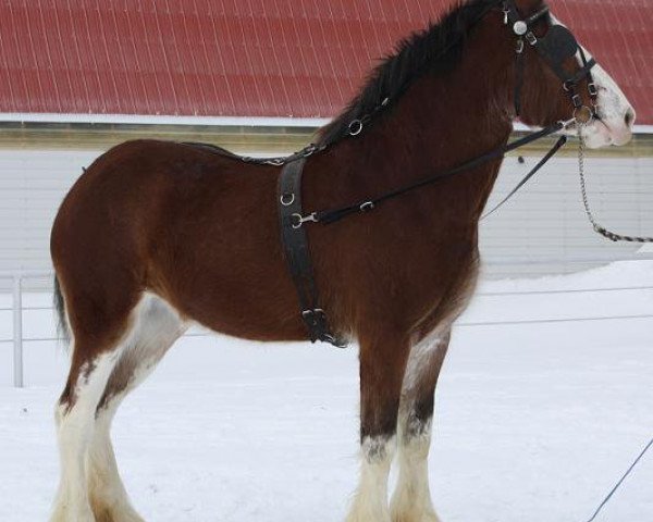 Zuchtstute Willow Way Gillian (Clydesdale, 2006, von Monty of Woodland)