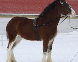 Zuchtstute Willow Way Gillian (Clydesdale, 2006, von Monty of Woodland)