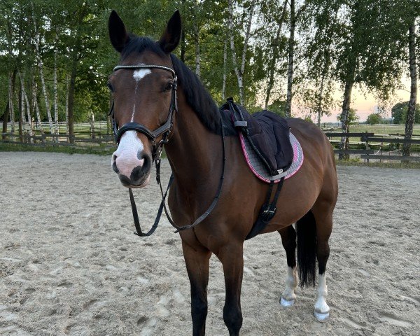 jumper Beautiful Bärbel (Westphalian, 2019, from Balounito)