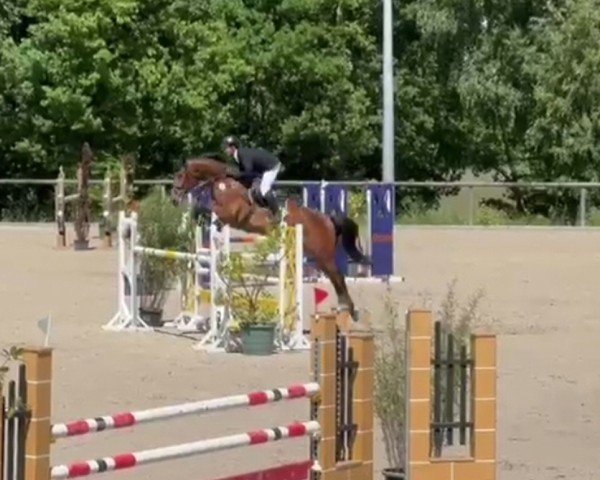 jumper Dominica W (Zangersheide riding horse, 2018, from Dominator 2000 Z)