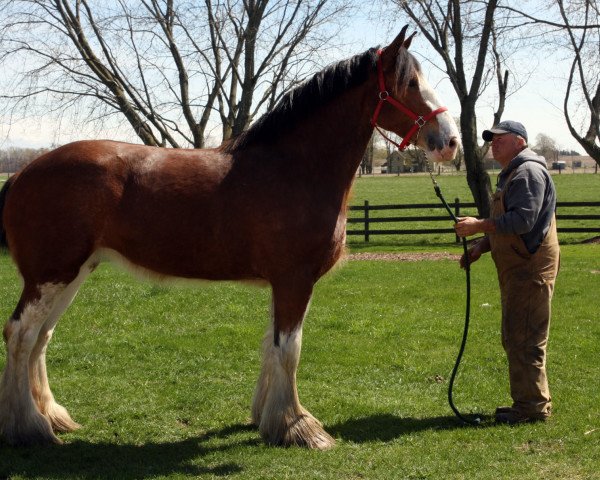 Pferd Westwind Prudence Heward (Clydesdale, 2017, von Iron Horse MM Steele)