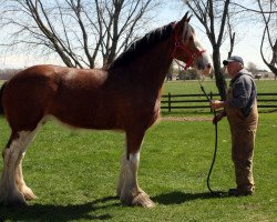 horse Westwind Prudence Heward (Clydesdale, 2017, from Iron Horse MM Steele)