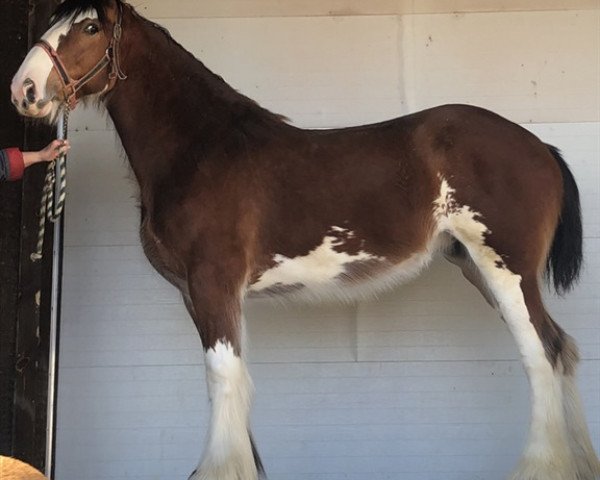 horse Towerview Sierra (Clydesdale, 2017, from Willow Way Lennox)