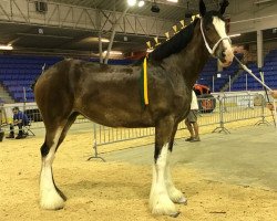 Pferd Theodore's Eleanor Roosevelt (Clydesdale, 2017, von Willow Way Firestone)