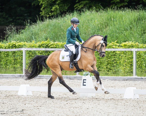 Dressurpferd Duke Caboom (Deutsches Reitpony, 2022, von Double Cream)