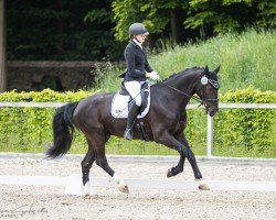 dressage horse Erlkönig 44 (Sachs-door. Heavy Warmbl., 2020, from Emilio)