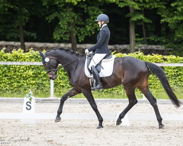 dressage horse Lillyfee vom Seefrieden (German Sport Horse, 2019, from Morricone)