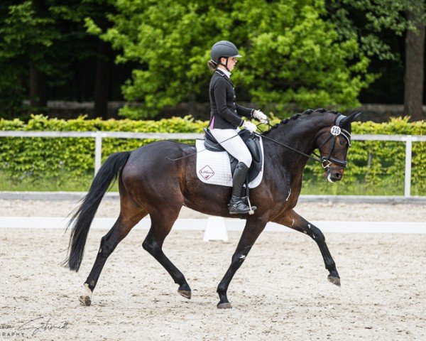 dressage horse Fabriano 84 (German Sport Horse, 2019, from Fürst Belissaro)