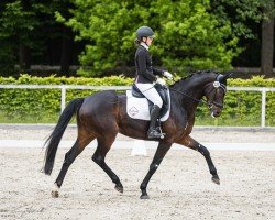 Dressurpferd Fabriano 84 (Deutsches Sportpferd, 2019, von Fürst Belissaro)