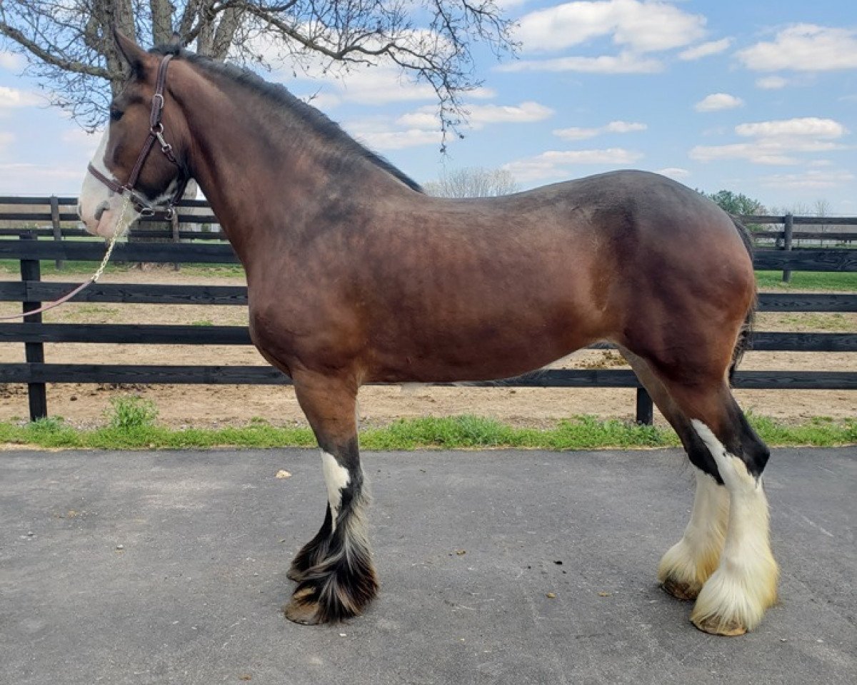 horse Somewhere Doc's Becky (Clydesdale, 2012, from Donegal Dr Pepper)