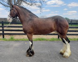 Pferd Somewhere Doc's Becky (Clydesdale, 2012, von Donegal Dr Pepper)