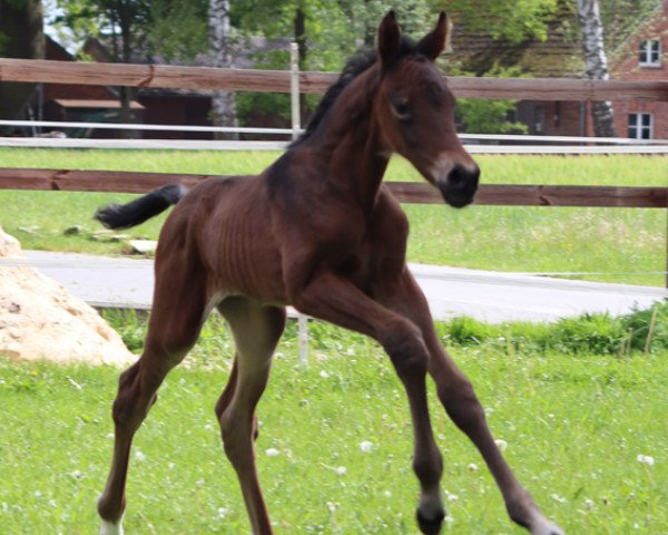 dressage horse Rajani (Hanoverian, 2021, from Raven)