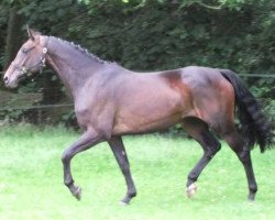 broodmare Bella Vita (Holsteiner, 2009, from Baldini II)