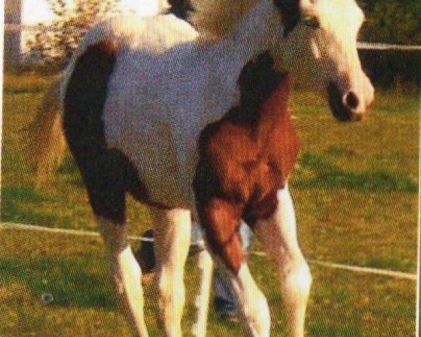 horse Blue (Paint Horse, 2008, from Lucky ned Pepper)
