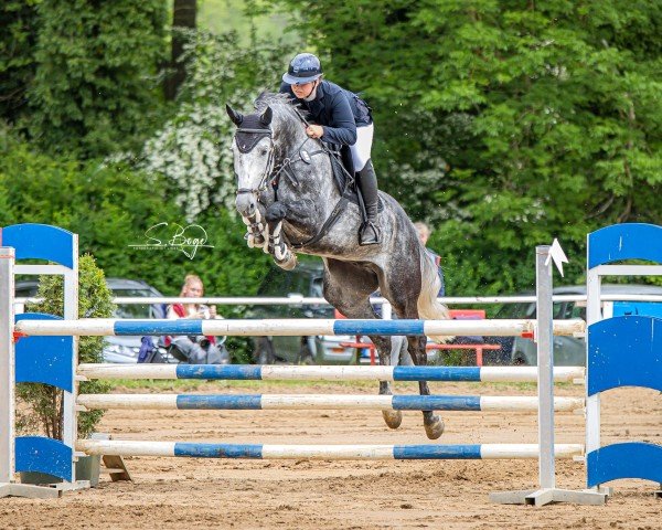 jumper Hulapalu 30 (Mecklenburg, 2018, from Hickstead White)