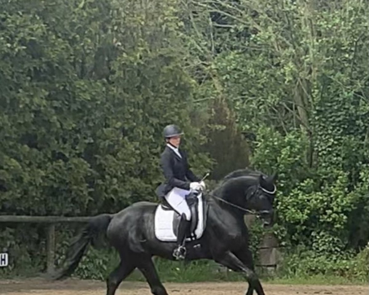 stallion Highland Dale (Oldenburg, 2009, from Hofrat)