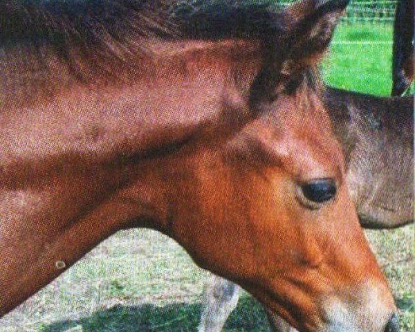horse Napoleon Bonaparte (Trakehner, 2008, from Sapros)