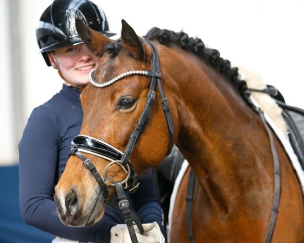 Dressurpferd Petite Polly (Deutsches Reitpony, 2017, von Primera Vez)