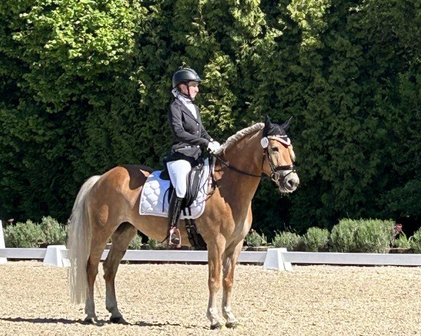 Dressurpferd Franka 181 (Edelbluthaflinger, 2017, von Stallion)