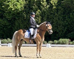 dressage horse Franka 181 (Edelbluthaflinger, 2017, from Stallion)