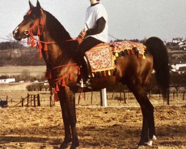 stallion Usor (Arabian thoroughbred,  , from Topol 1958 ox)