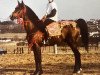 stallion Usor (Arabian thoroughbred,  , from Topol 1958 ox)