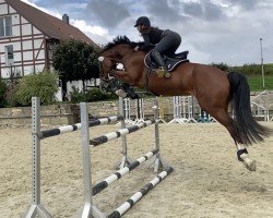 jumper Quidera (Hanoverian, 2017, from Qualito)