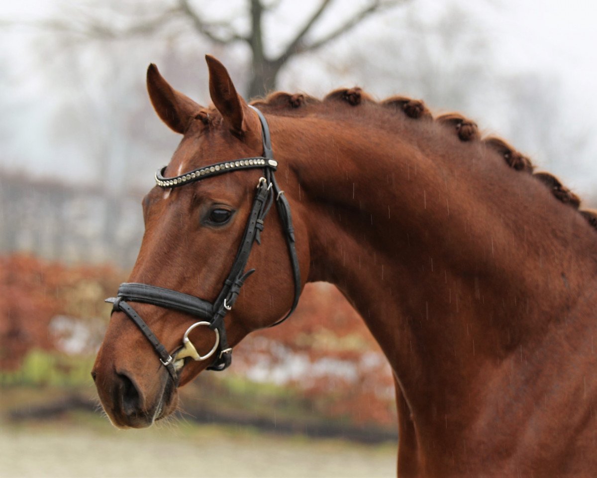 dressage horse Fame (Hanoverian, 2015, from Farrell)