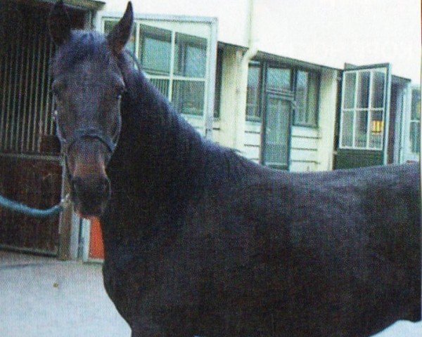 jumper Torontos Boy (Hanoverian, 2007, from Toronto)