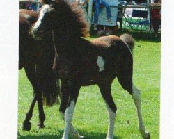 jumper Peggy Sue 177 (Lewitzer, 2008, from Alswin)