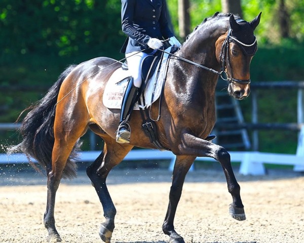 dressage horse El Santo L (Hanoverian, 2019, from Escamillo)